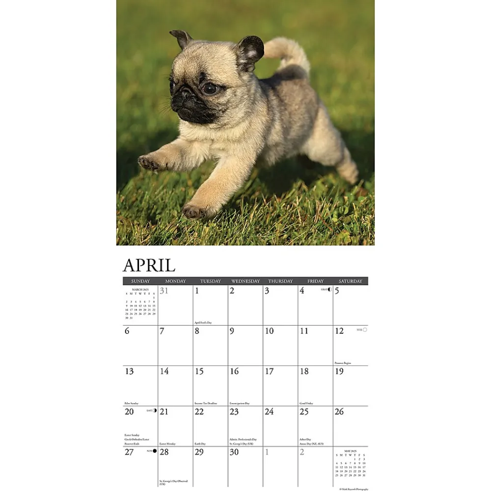 2025 Calendars|Willow Creek 2025 Just Pug Puppies 12" x 12" Monthly Wall Calendar (44568)