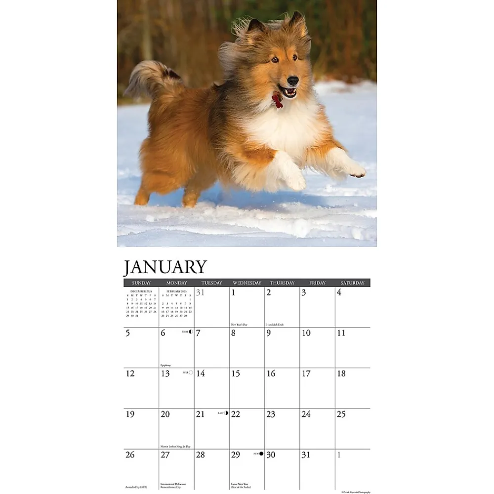 2025 Calendars|Willow Creek 2025 Just Shelties 12" x 12" Monthly Wall Calendar (44841)