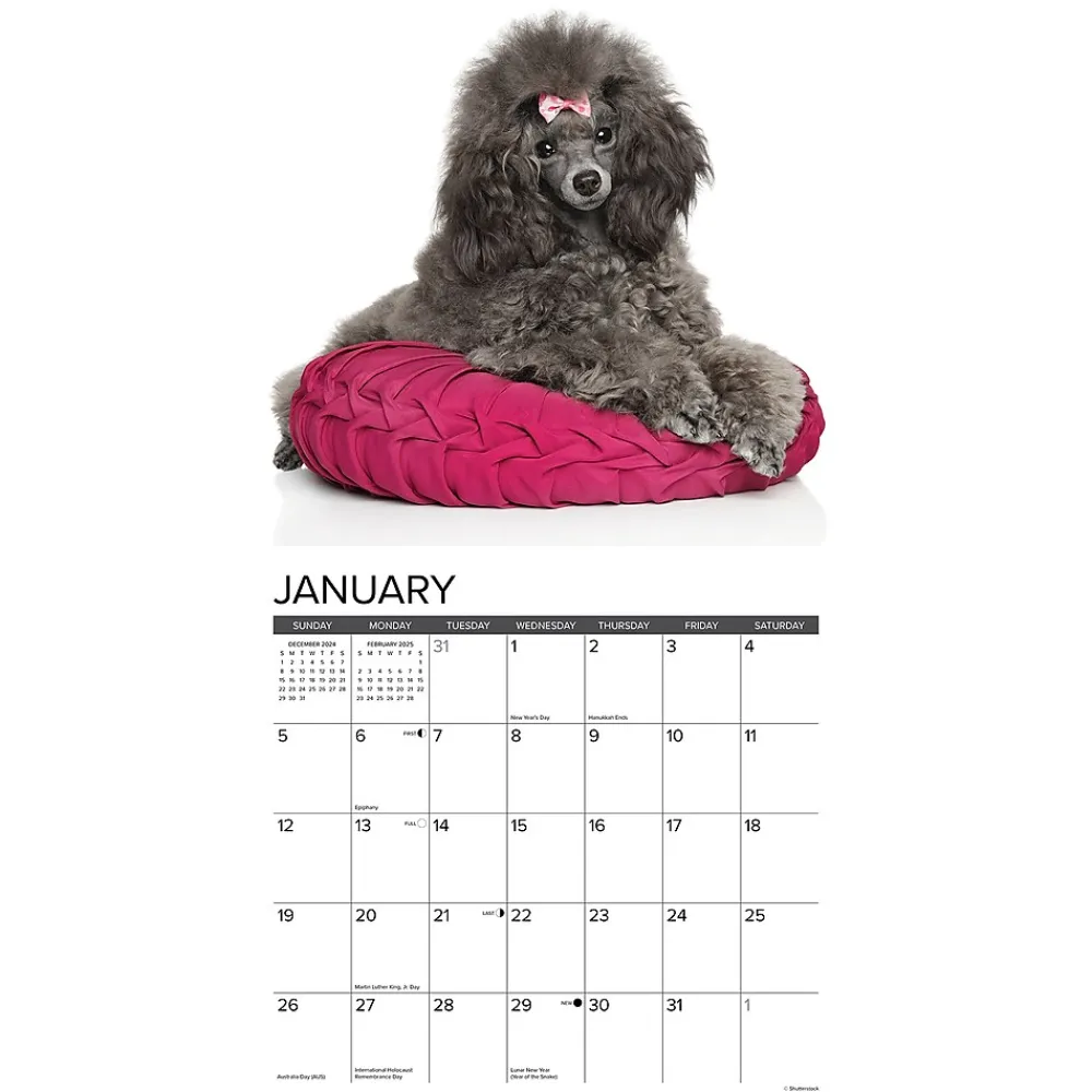 2025 Calendars|Willow Creek 2025 Just Toy and Miniature Poodles 12" x 12" Monthly Wall Calendar (45145)