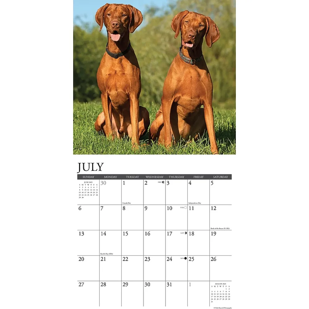 2025 Calendars|Willow Creek 2025 Just Vizslas 12" x 12" Monthly Wall Calendar (45268)