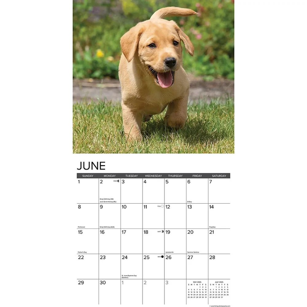 2025 Calendars|Willow Creek 2025 Just Yellow Lab Puppies 12" x 12" Monthly Wall Calendar (45527)