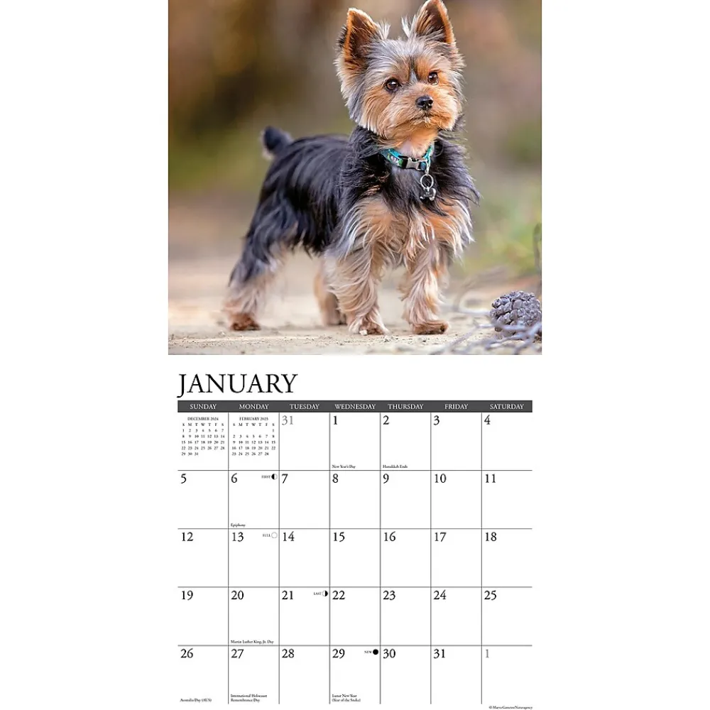 2025 Calendars|Willow Creek 2025 Just Yorkies 12" x 12" Monthly Wall Calendar (45558)