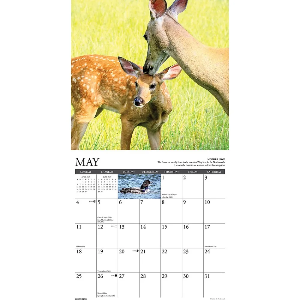 2025 Calendars|Willow Creek 2025 Life in the Northwoods 12" x 12" Monthly Wall Calendar (43714)