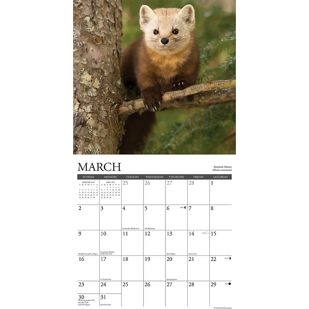 2025 Calendars|Willow Creek 2025 Northwoods Wildlife 12" x 12" Monthly Wall Calendar (44230)