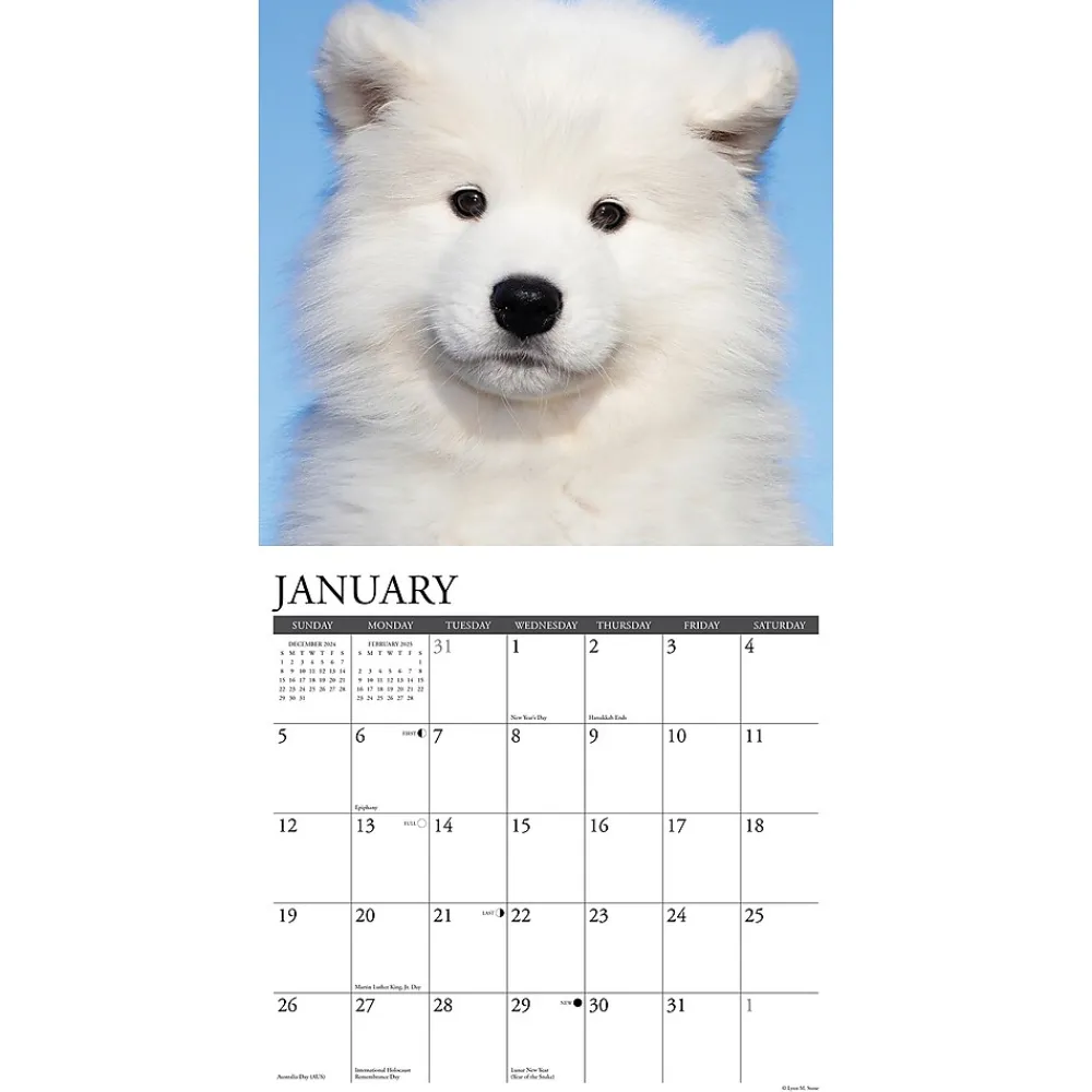 2025 Calendars|Willow Creek 2025 Press Just Samoyeds 2025 Wall Calendar 12" x 12" (44735)