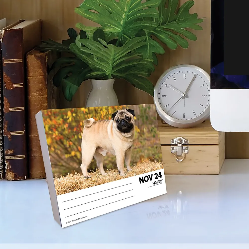 2025 Calendars|Willow Creek 2025 Pugs 6" x 5.5" Day-to-Day Calendar (40997)