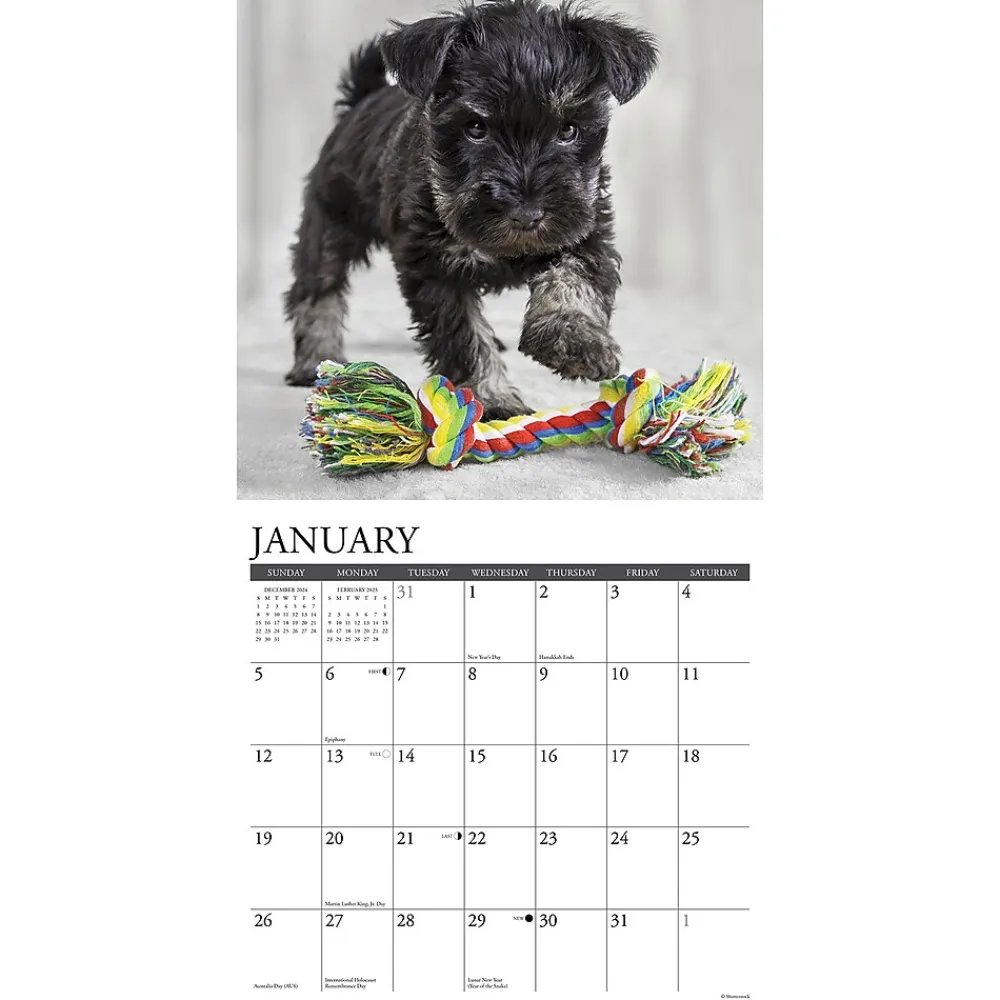 2025 Calendars|Willow Creek 2025 Schnauzer Puppies 12" x 12" Yearly Wall Calendar (44759)