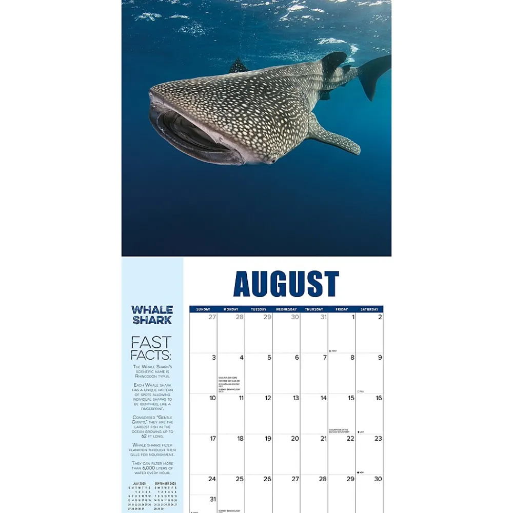 2025 Calendars|Willow Creek 2025 Shark Year 12" x 12" Monthly Wall Calendar (46609)