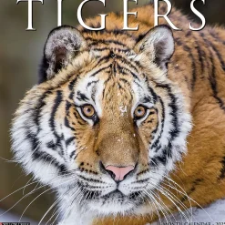 2025 Calendars|Willow Creek 2025 Tigers 12" x 12" Yearly Wall Calendar (45114)