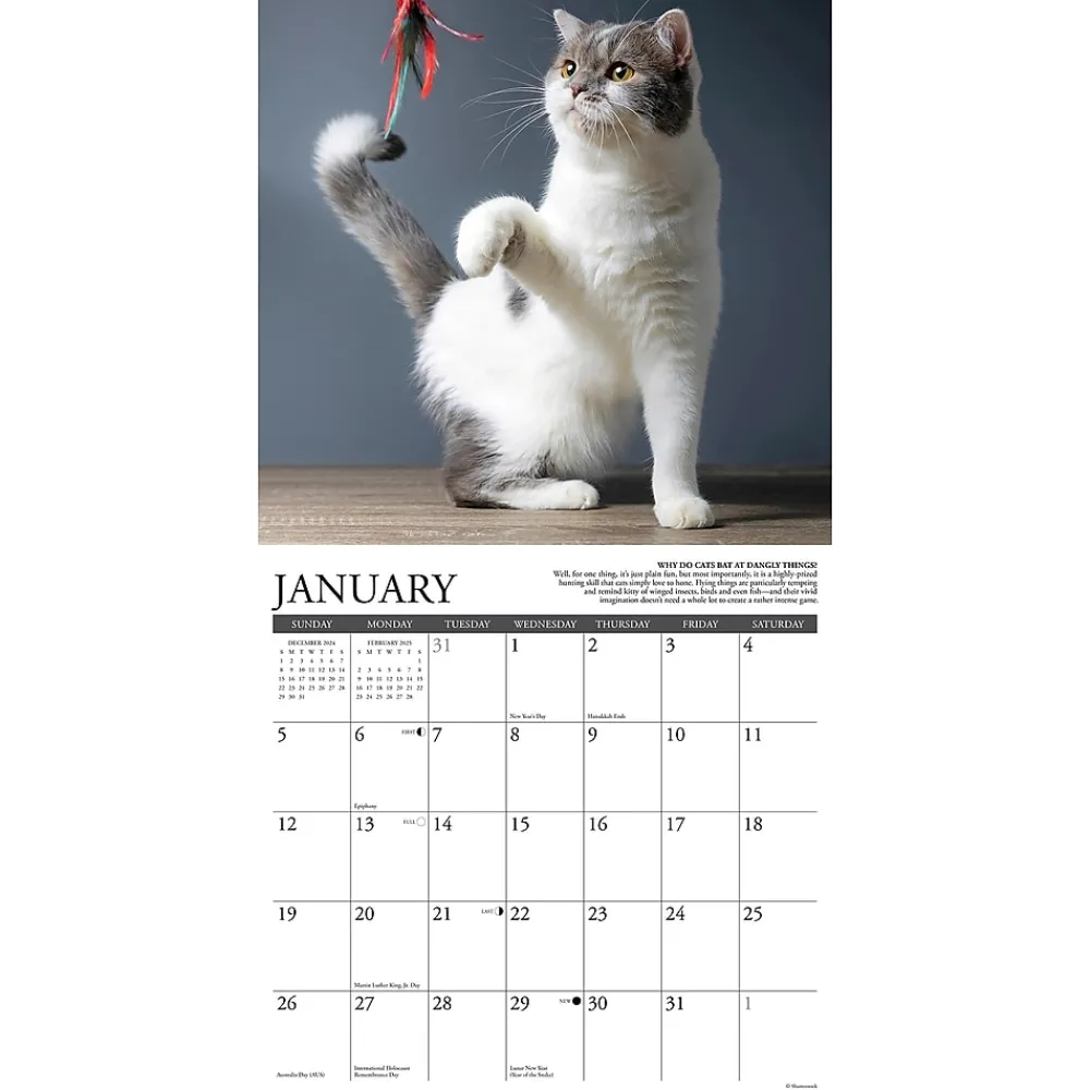 2025 Calendars|Willow Creek 2025 Why Cats Do That 12" x 12" Monthly Wall Calendar (45435)