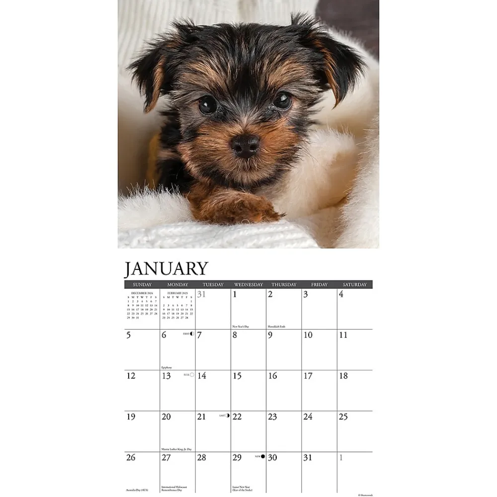2025 Calendars|Willow Creek 2025 Yorkie Puppies 12" x 12" Monthly Wall Calendar (45541)